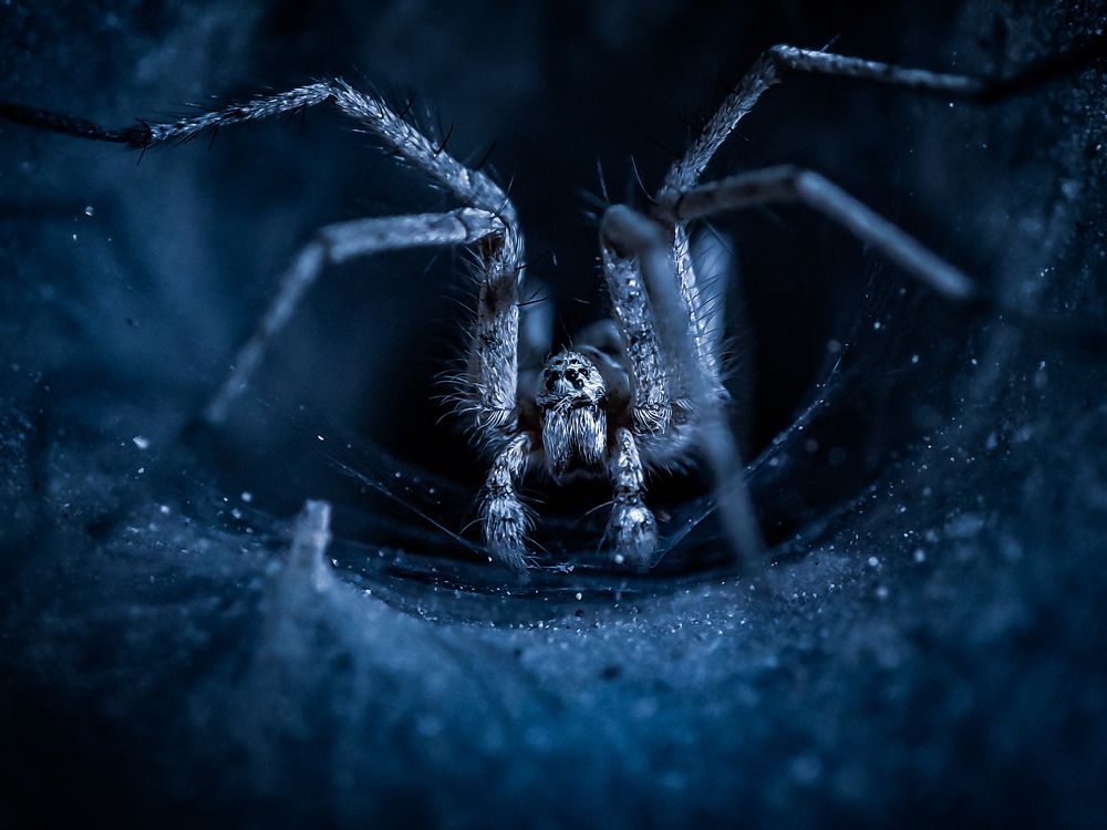 Photograph by Saeed Nosrati