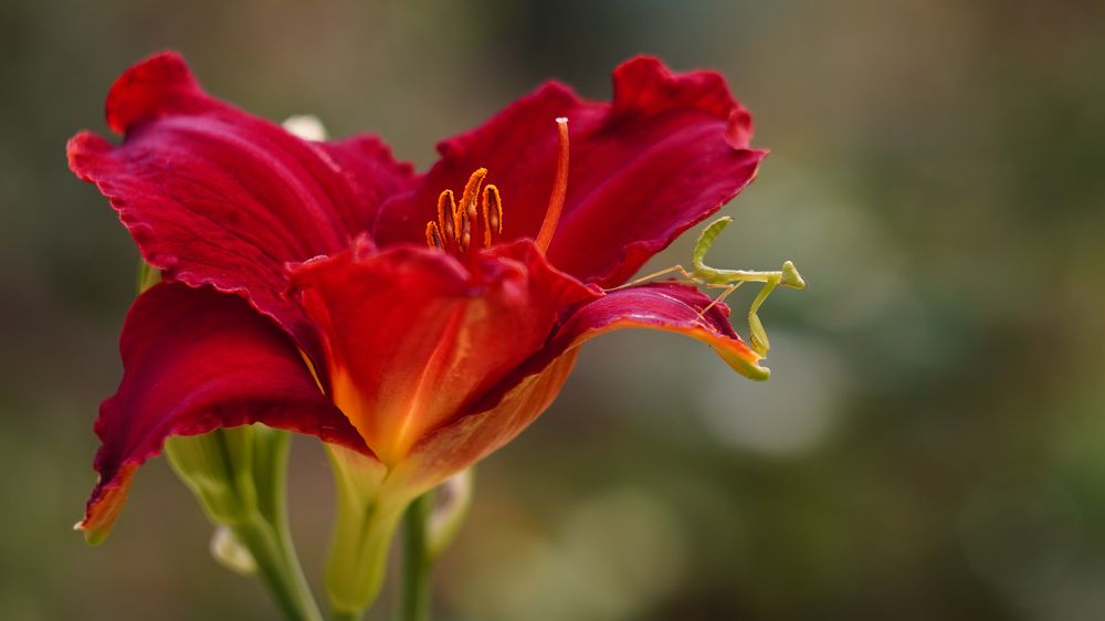 Фотография автора Вадим Коваленко