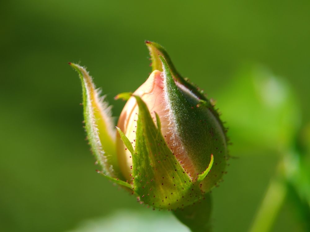 The birth of the Queen