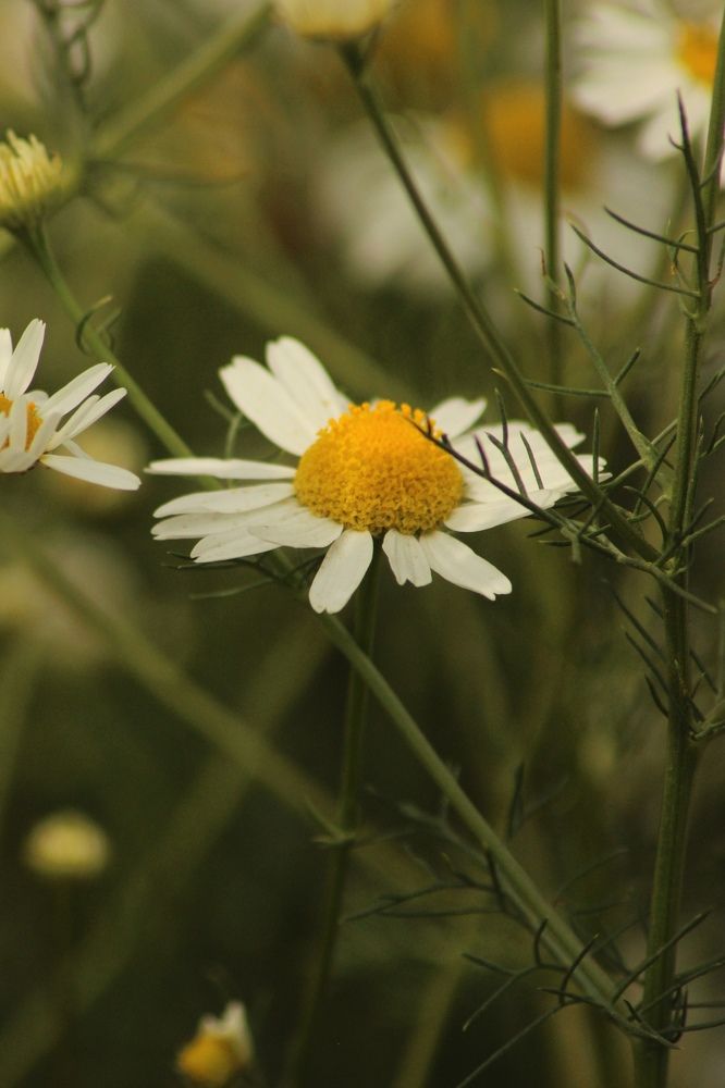 Photograph by Софья Белова