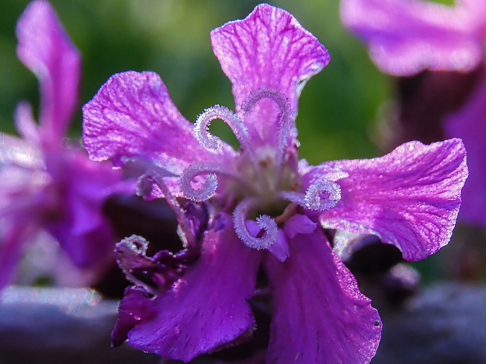 Photograph by Игорь Смирнов