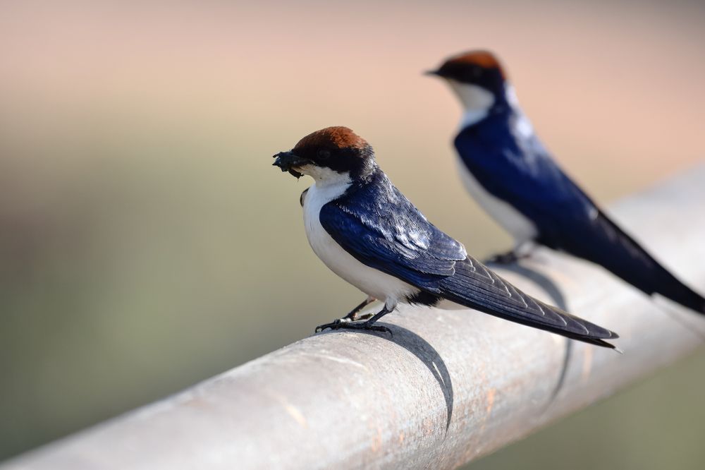 WIRE TAILED SWALLOW