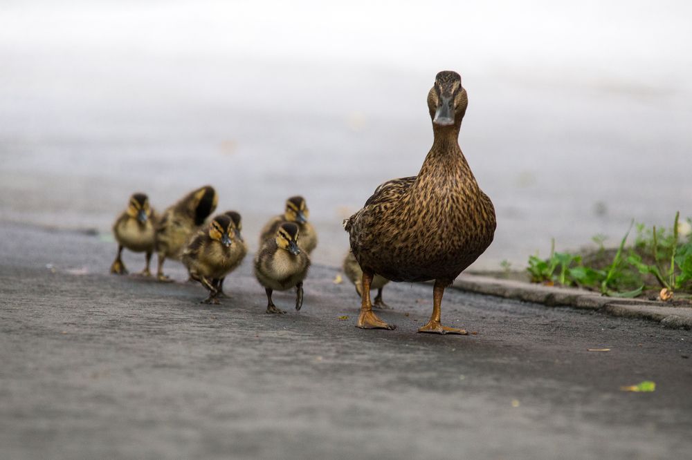 Photograph by Иван Овчинников