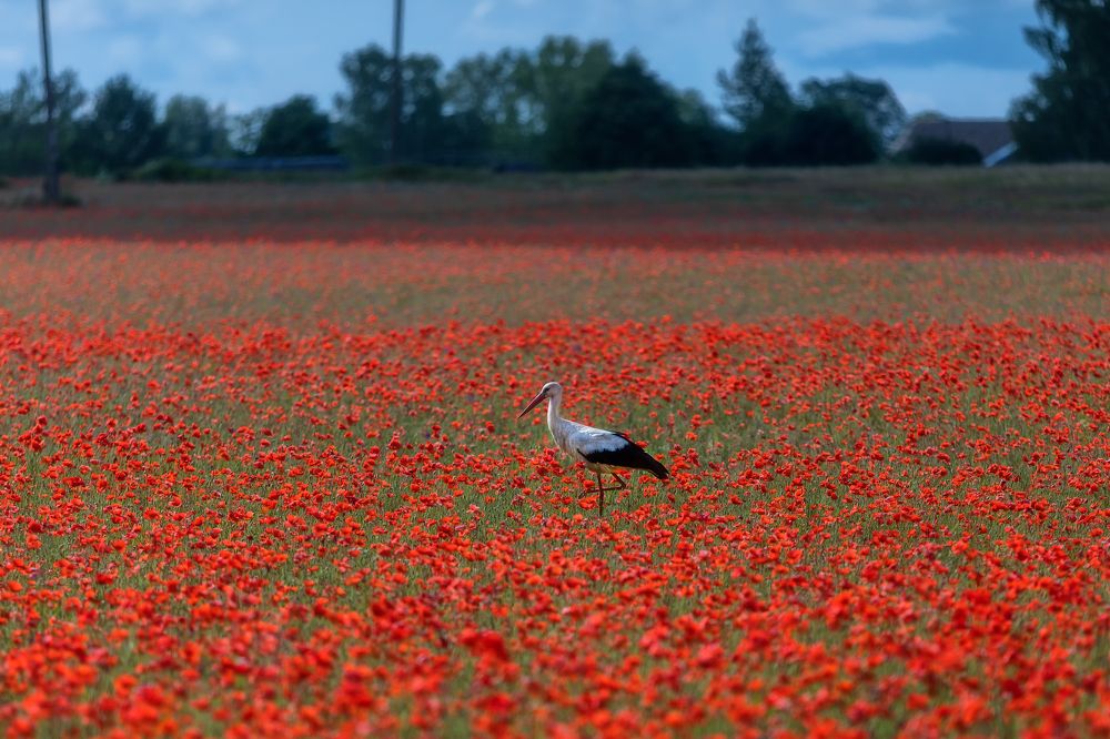 Photograph by Alexander Pashenichev