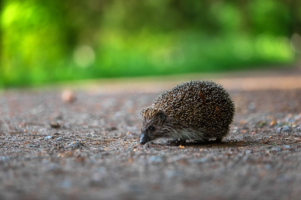 Фотография автора Alexander Pashenichev