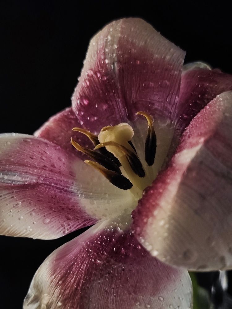 Photograph by Олеся Хижко