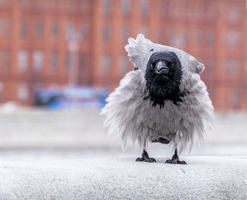 Каждая ворона мечтает быть лебёдушкой!