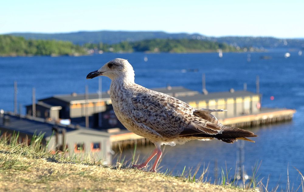 Photograph by Елена Маракулина