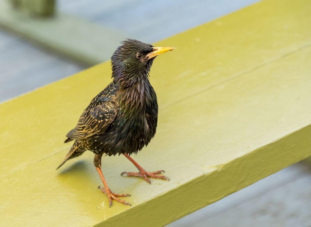 Photograph by Елена Маракулина