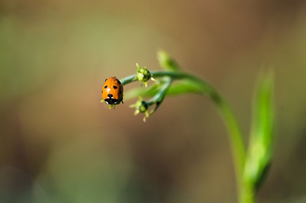 Photograph by Nadezhda