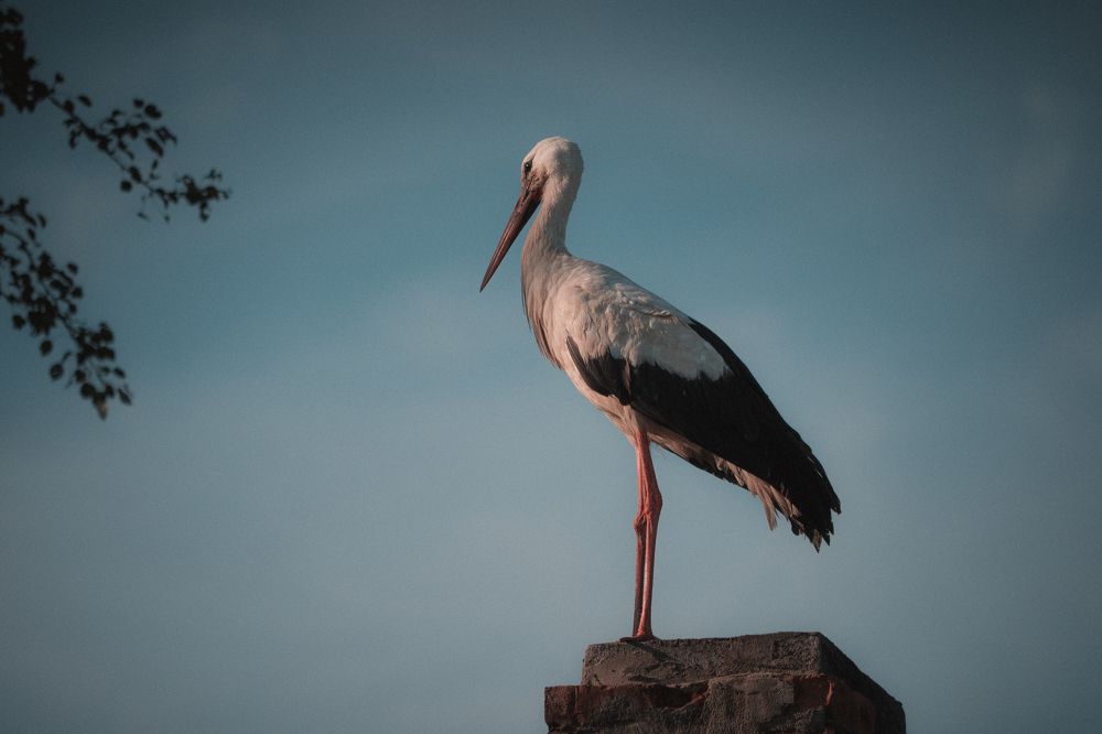 Фотография автора Елена Емельянова