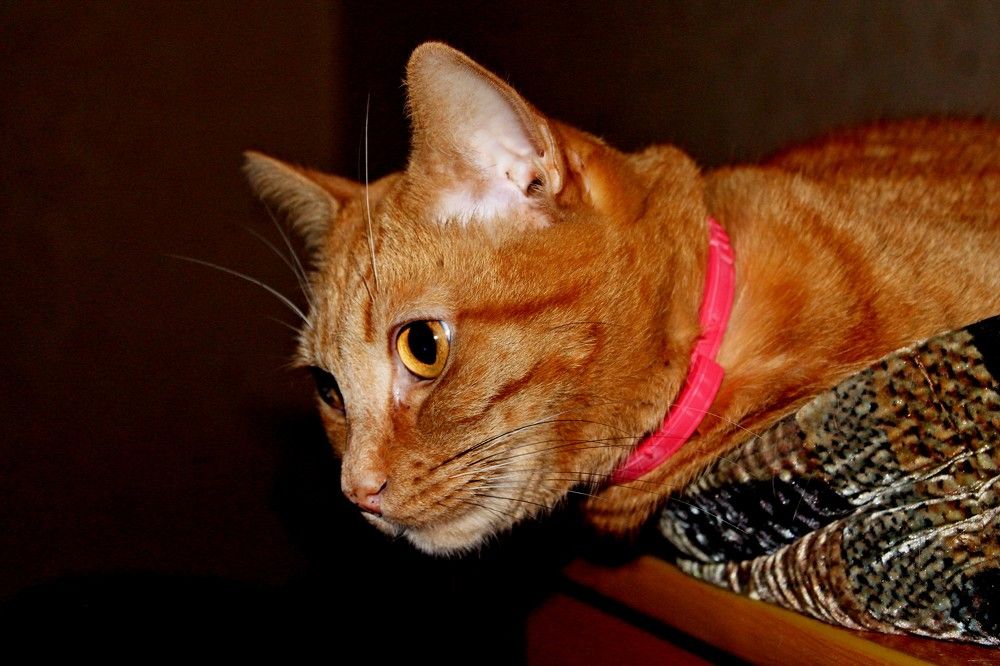 Photograph by Дмитрий Симагин