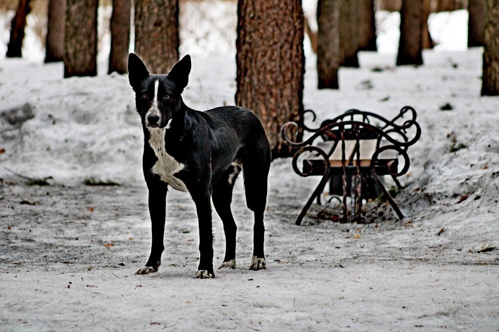 Photograph by Дмитрий Симагин