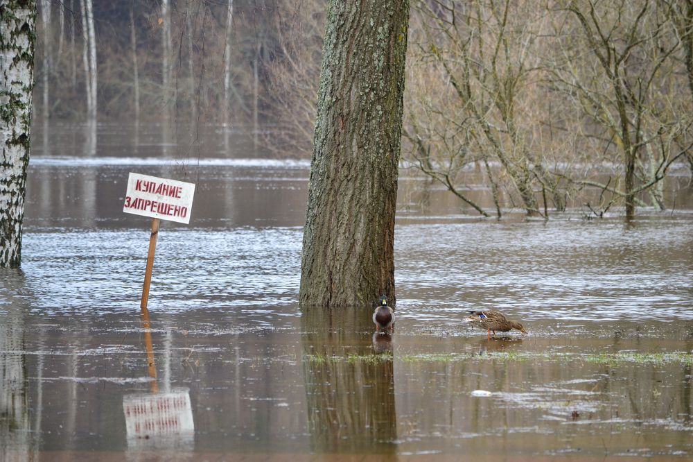 Фотография автора Елена Емельянова