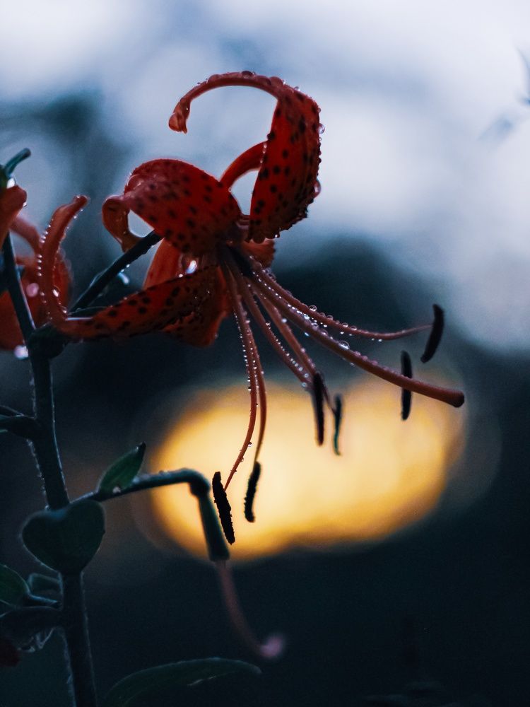 Photograph by Yuliya Karpova