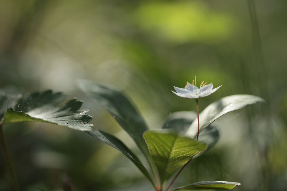 Photograph by Светлана Смирнова