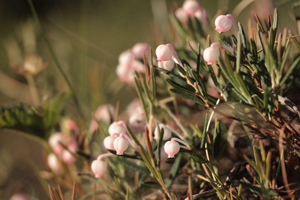 Photograph by Светлана Смирнова