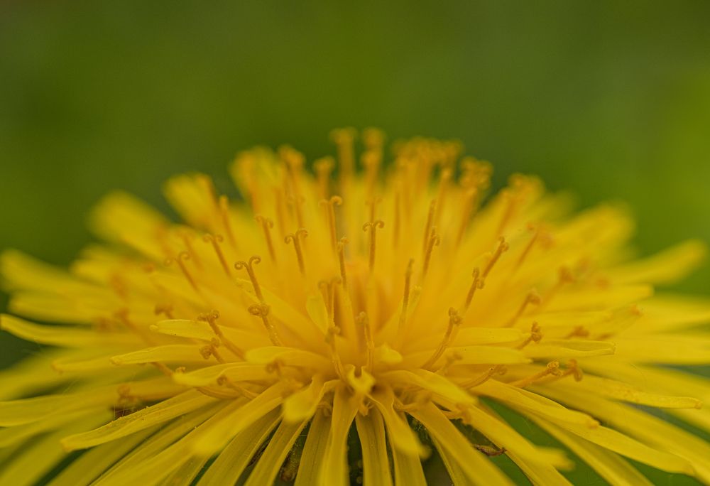 Photograph by БОРИС БЕЛКАНИЯ