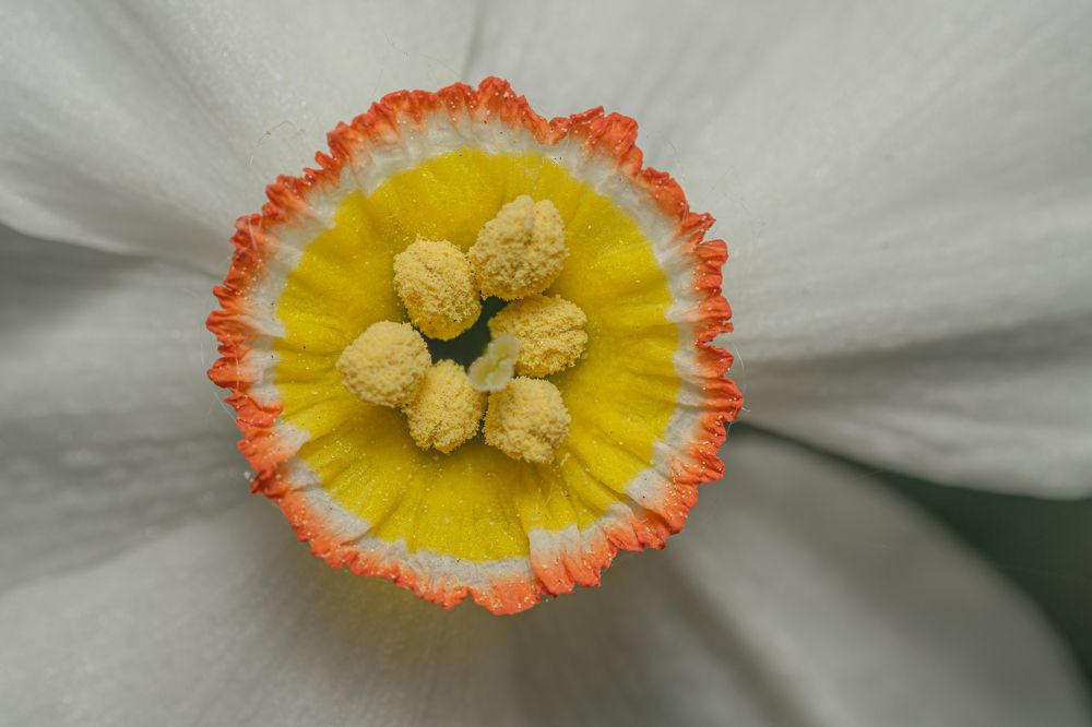 Photograph by БОРИС БЕЛКАНИЯ