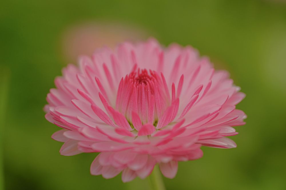 Photograph by БОРИС БЕЛКАНИЯ