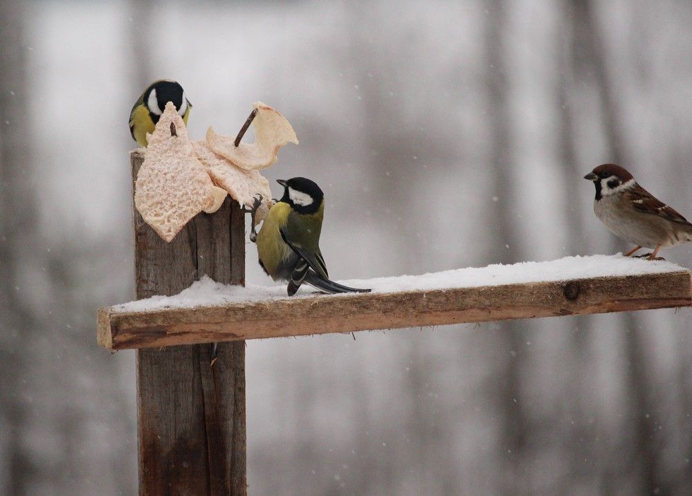 Photograph by Галина Мазур