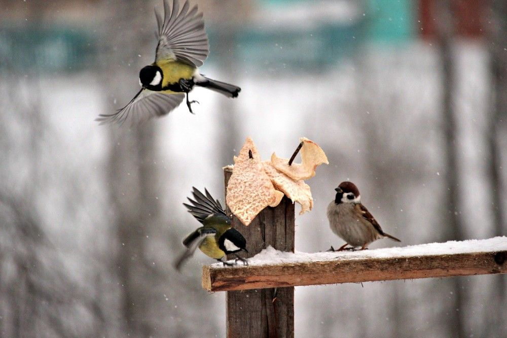 Photograph by Галина Мазур