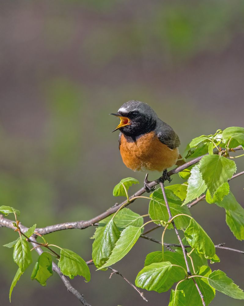 Горихвостка