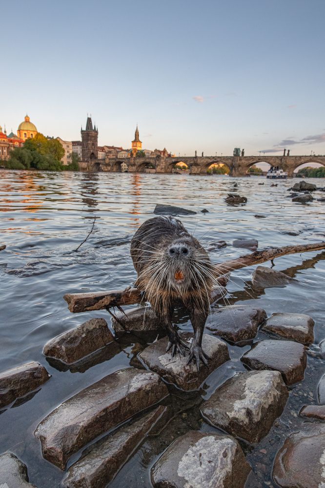 Пугающий обитатель Влтавы. Прага