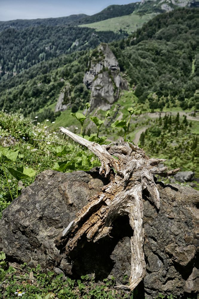 Photograph by Muzaffer Sütlüoğlu