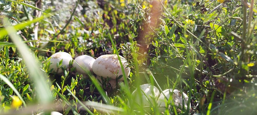 Photograph by роман меринов