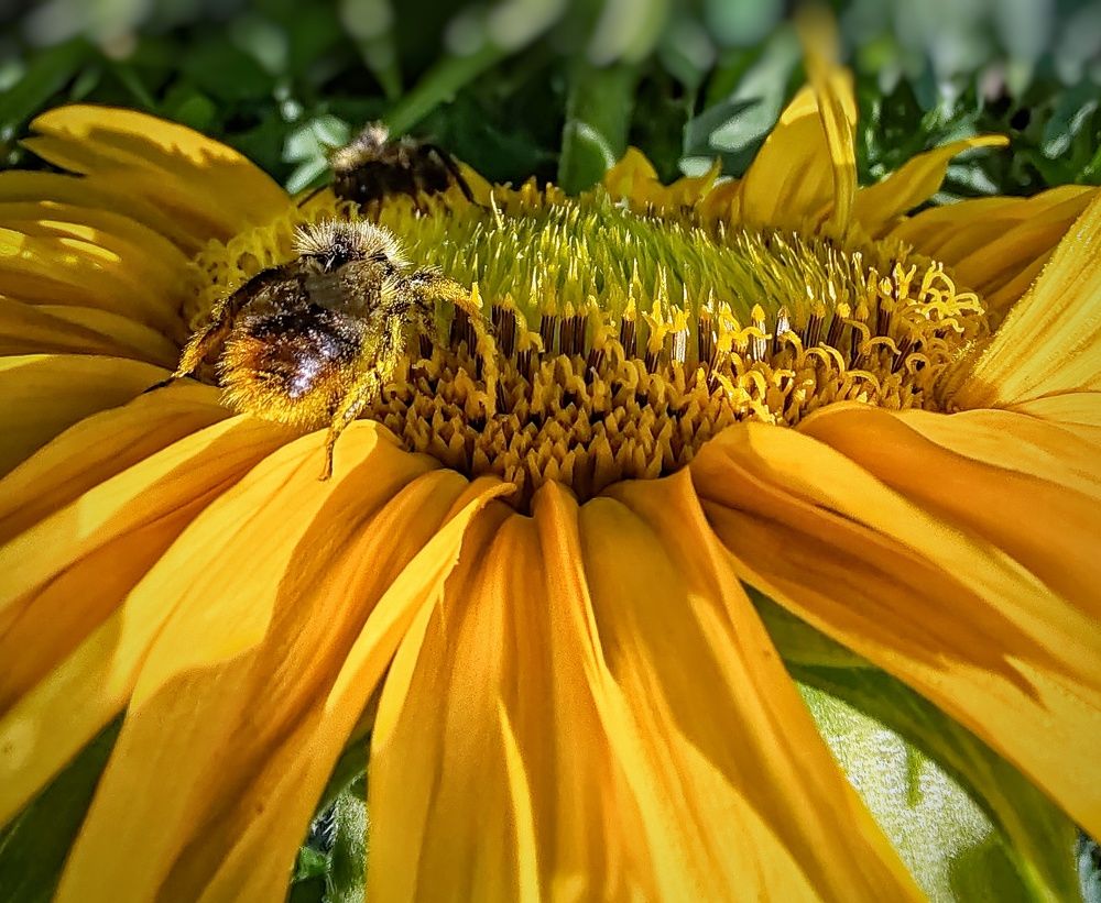 Photograph by Дайана