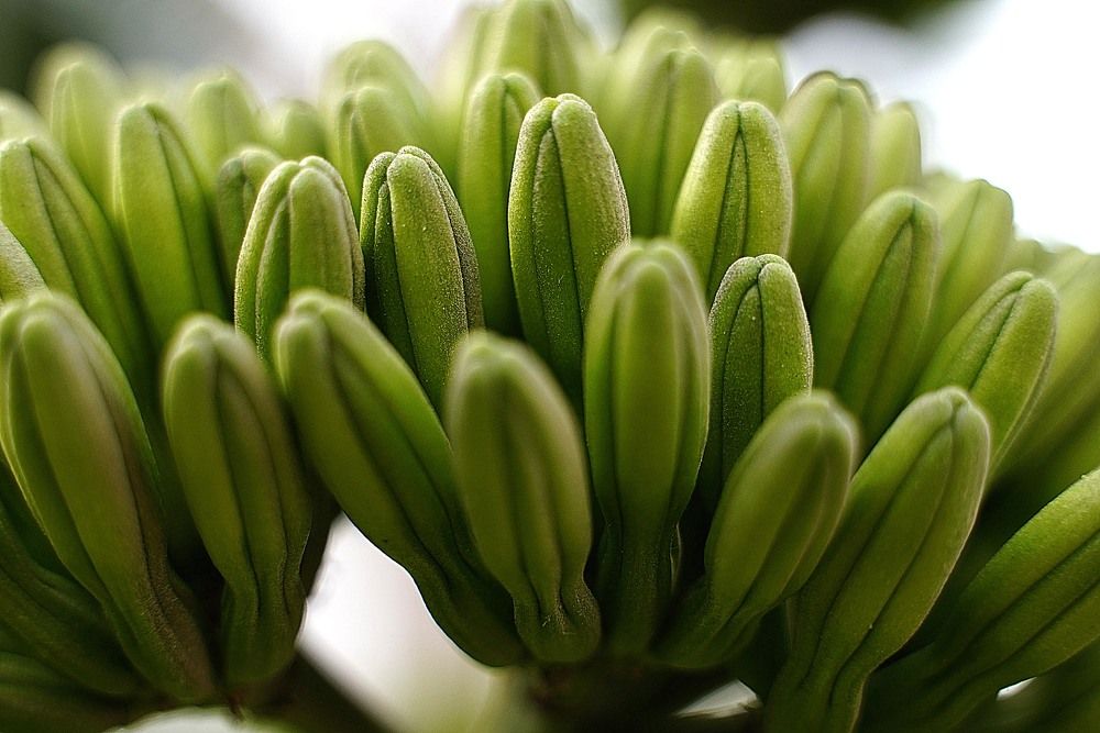 Photograph by Raed Victor Saad