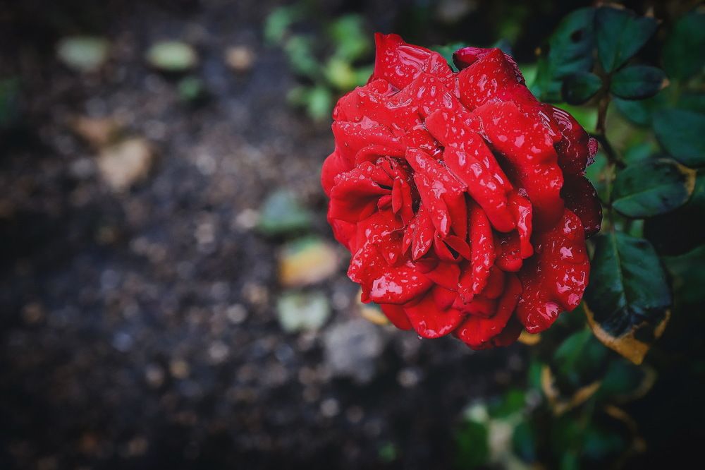 Photograph by Александр Кордюков