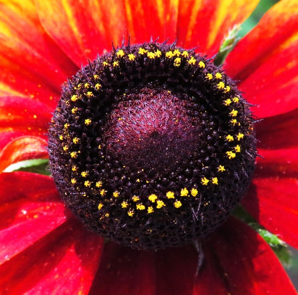 Сердцевина рудбекии