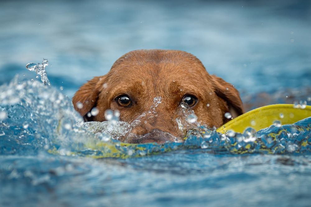 Фотография автора Krisztián Csalami