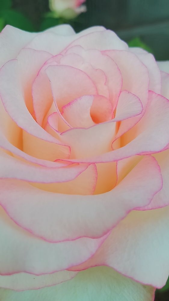 Photograph by Елена Мясникова