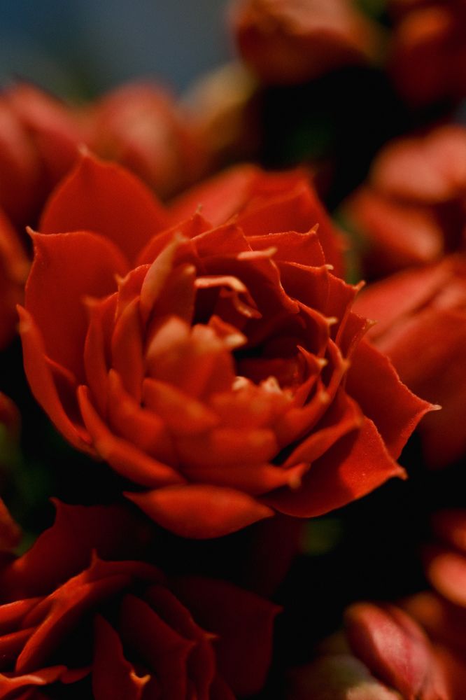 Фотография автора Екатерина Высоцкая