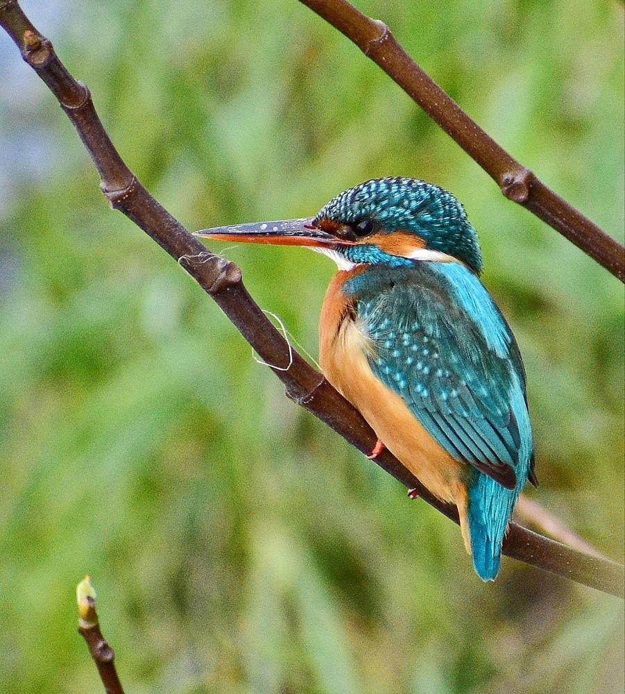 Фотография автора лилия беланова