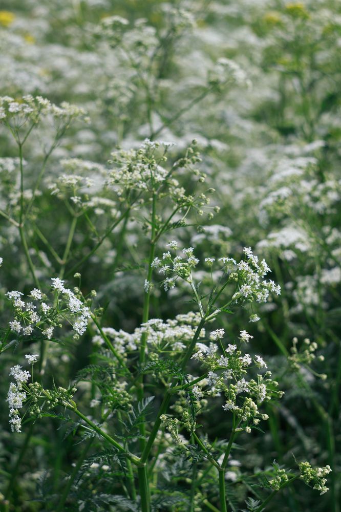 Photograph by Anna Dubinina