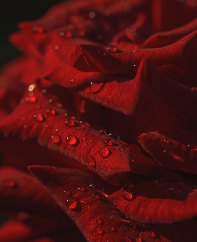 Photograph by Армашов-Тельник Григорий