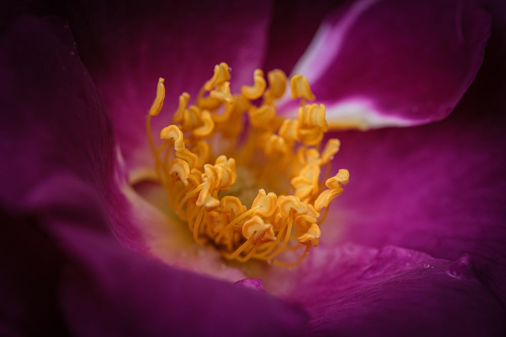 Фотография автора Роман Сергеевич