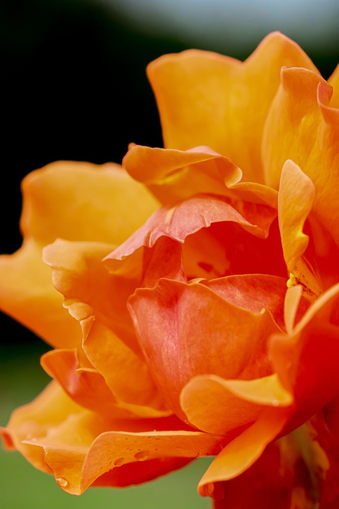 Фотография автора Роман Сергеевич