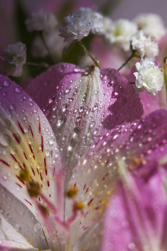 Photograph by Ирина Кузькина