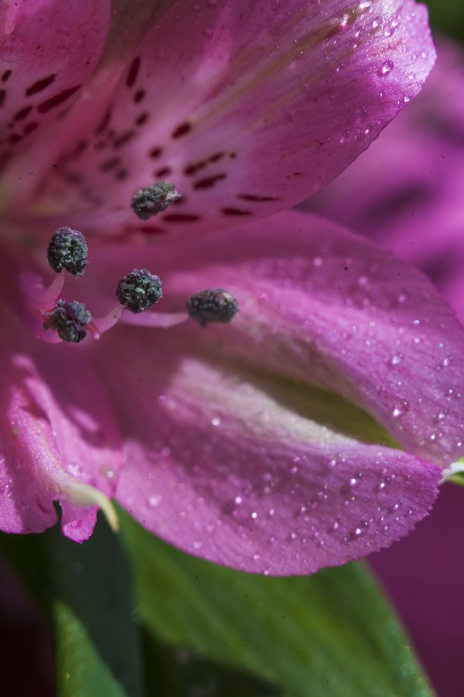 Photograph by Ирина Кузькина