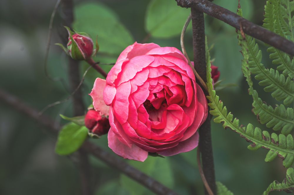 Photograph by Ирина Бабенкова