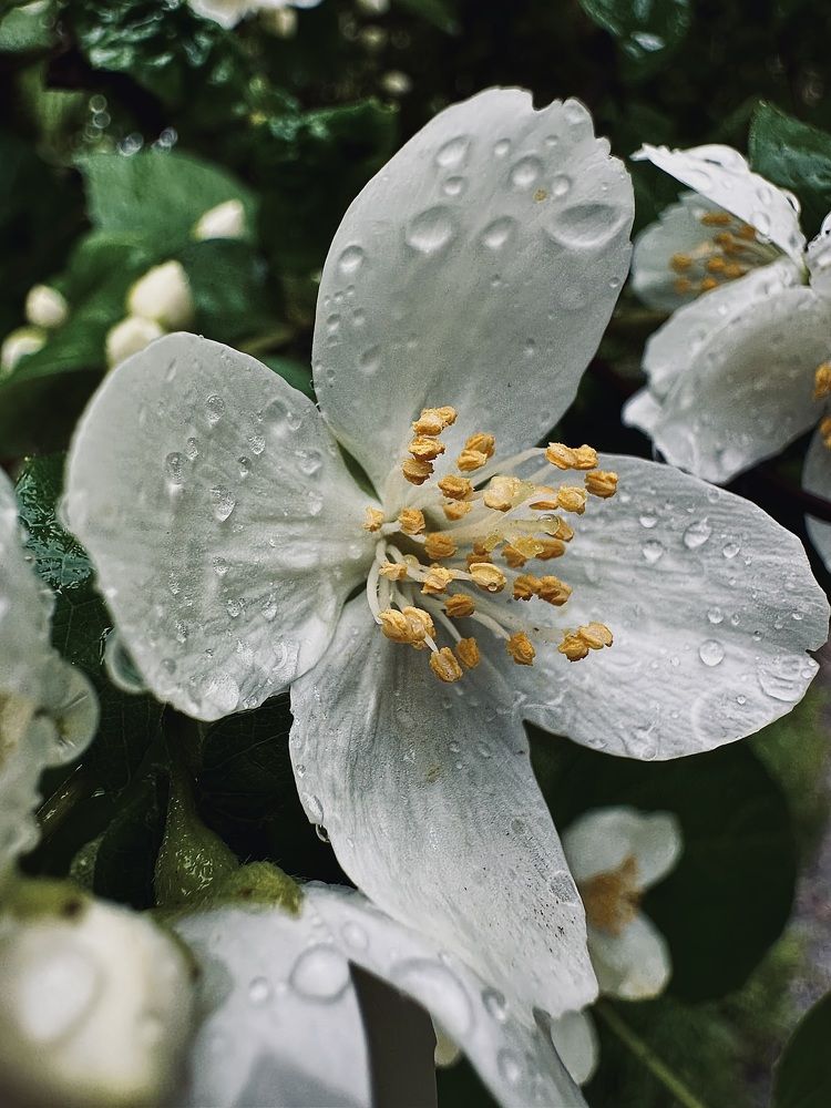 Photograph by Диана Бадеева