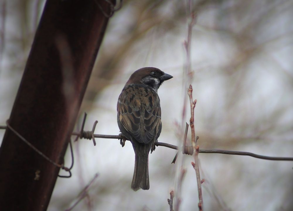 Photograph by Надежда Ключкина