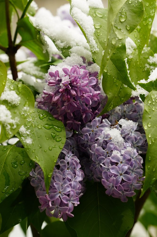 Сирень под майским снегом