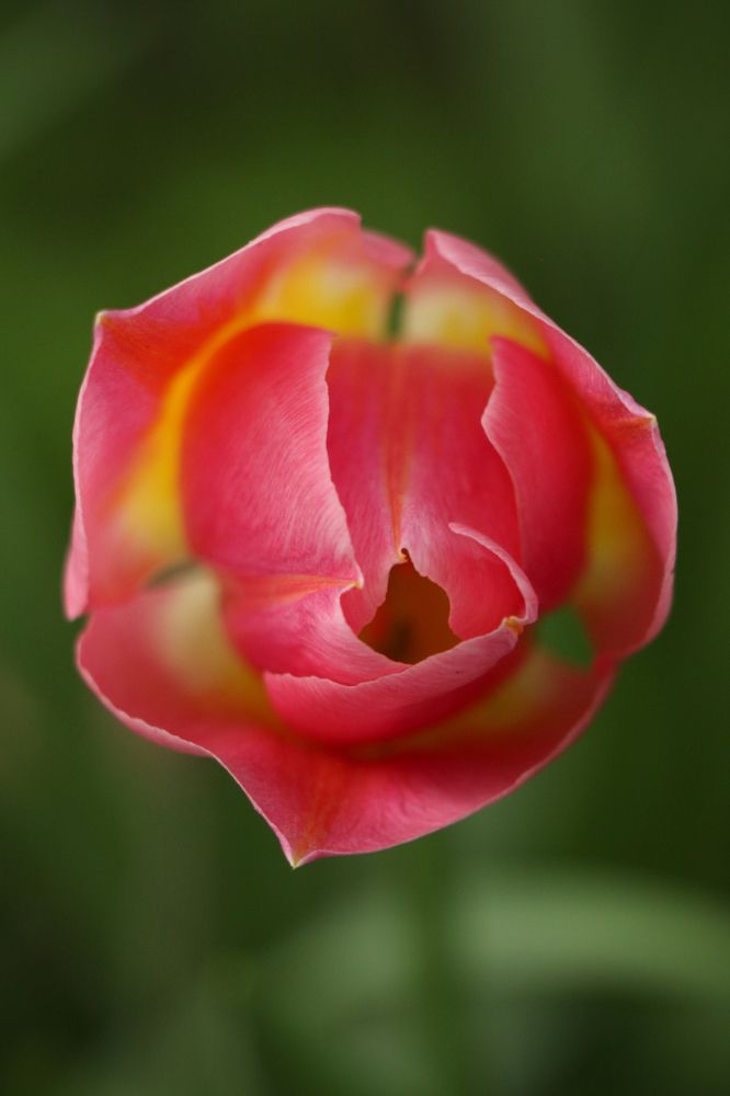 В сердце тюльпана