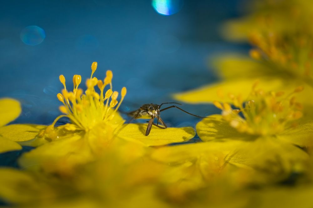 Photograph by Николай Фонарёв